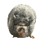 NikePig icon